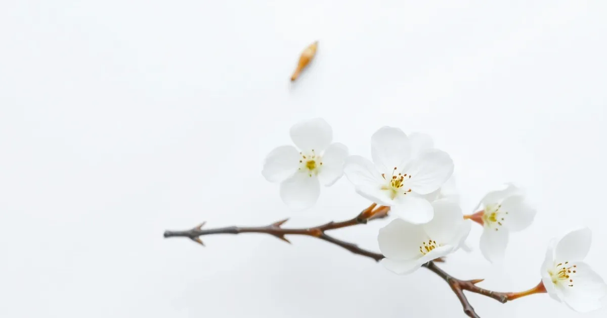 Authentic Texture for Chinese Color White Plum Blossom - Traditional Chinese Colors Texture